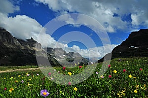 Logan Pass Panoramic nature landscape view of wild flowers and mountains