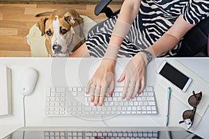 Going to work with pets concept: woman working at desktop computer with dog sitting next to her. Top view of business woman