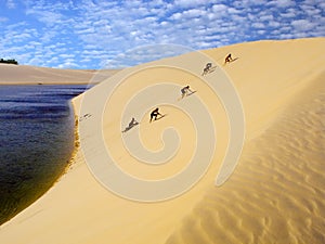 Comune su duna 