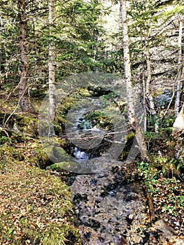 Small river among the forest full of life