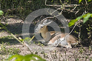 Goitered gazelle (Gazella subgutturosa)