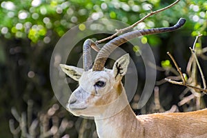Goitered gazelle (Gazella subgutturosa)