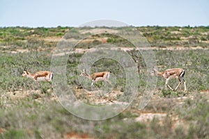 Goitered gazelle Jeyran in field. Wildlife nature reserve