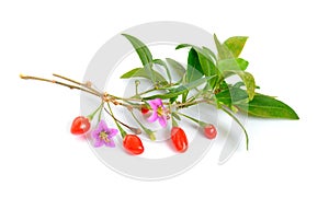 Goji berries or Lycium barbarum with flowers isolated on white background.