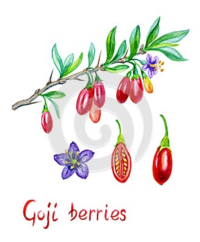 Goji berries LÃ½cium bÃ¡rbaru on a branch, watercolor illustration