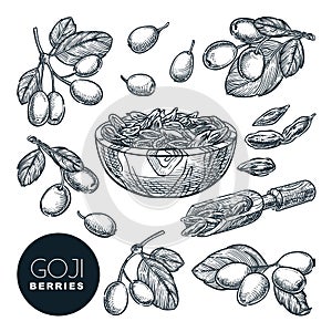 Goji berries sketch vector illustration. Wolfberries harvest in wooden bowl. Hand drawn gojiberries design elements photo