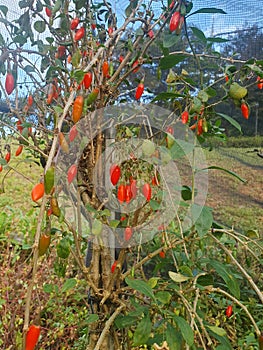 Goji berries on their tree