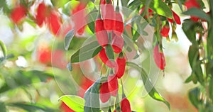 Goji berry fruits