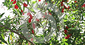 Goji berry fruits