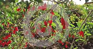 Goji berry fruits