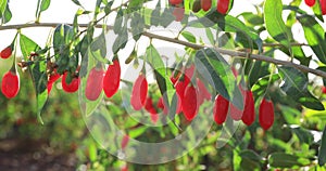 Goji berry fruits