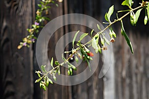 Goji berry fruits and dried flowers on branch