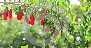 Goji berry fruits and plants