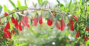 Goji berry fruits and plants