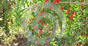 Goji berry fruits and plants