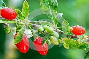 Goji berry