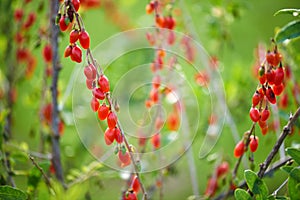 Goji berry - Twig filled with fresh goji berries