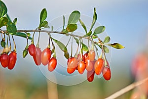 Goji berry - Twig filled with fresh goji berries