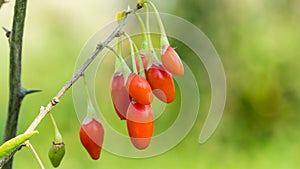 Goji berry, or wolfberry. Ripe berries on the twig. Anti aging fruit. Closeup. Lycium barbarum