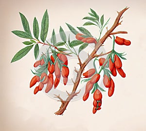 Goji Medicinal Plant, Lycium Barbarum Botanical Illustration, Wolfberry Abstract Generative AI Illustration