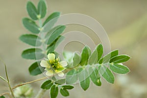 Gokhru Chota , Tribulus Terrestris flower and Small Caltrops flower Natural medicinal plant , yellow flower of ayurvedic plant