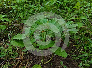 Gokhru Gokshura Land Caltrops Puncture Vine Gokharu Tribulus Terrestris Land Caltrops Plant