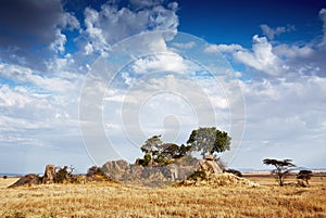 Gol kopjes serengeti photo