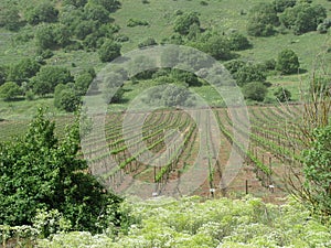 Golan Heights Vineyard