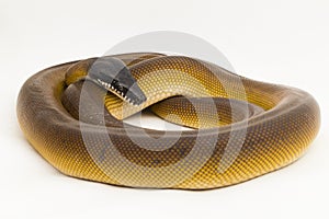 Gold Albertisi, white lipped python snake (Leiopython albertisi) isolated on white background