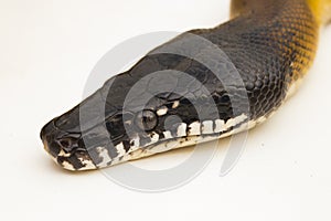 Gold Albertisi, white lipped python snake (Leiopython albertisi) isolated on white background