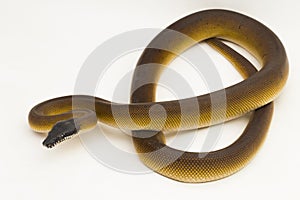 Gold Albertisi, white lipped python snake (Leiopython albertisi) isolated on white background