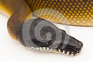 Gold Albertisi, white lipped python snake (Leiopython albertisi) isolated on white background