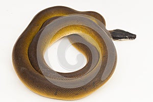 Gold Albertisi, white lipped python snake (Leiopython albertisi) isolated on white background