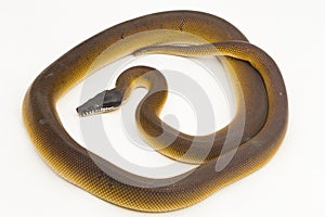 Gold Albertisi, white lipped python snake (Leiopython albertisi) isolated on white background
