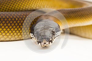 Gold Albertisi, white lipped python snake (Leiopython albertisi) isolated on white background
