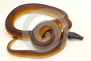 Gold Albertisi, white lipped python snake (Leiopython albertisi) isolated on white background