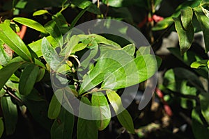 Gold apple tree leaves