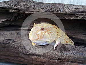 Gold Argentina Horned frog