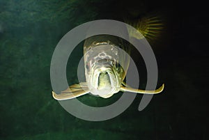 Gold Arowana underwater