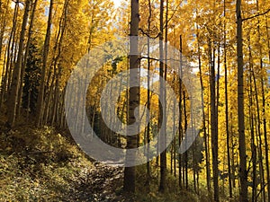 Gold Aspens at Kebler Pass