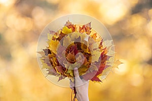 Gold autumn atmosphere. Bouquet of yellow, red and orange maple leaves in female hand in the forest blur background