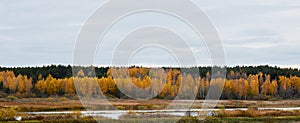 Gold autumn beautiful forest landskape with a lake in front, russian nature