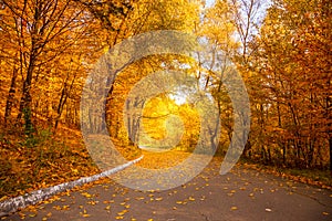 Gold Autumn in the city park - Yellow Trees and alley