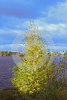 Gold autumn foliage on coastal birch. The sun`s rays through the