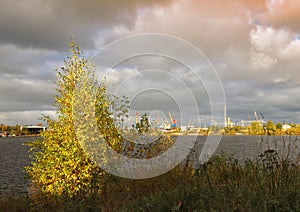 Gold autumn foliage on coastal birch. The sun`s rays through the