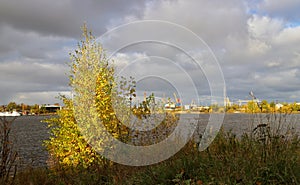 Gold autumn foliage on coastal willows. The sun`s rays through t