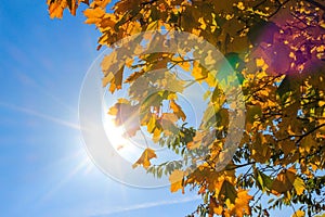 Gold autumn leaves and blue sky