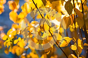 Gold autumn leaves. Soft focus