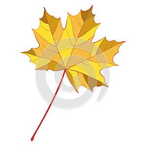Gold autumn single maple leaf