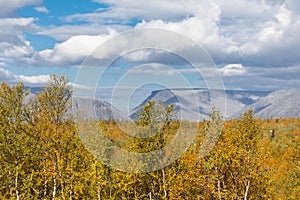 Gold autumn, yellow leafs, Russian Nord, Kirovsk, birch